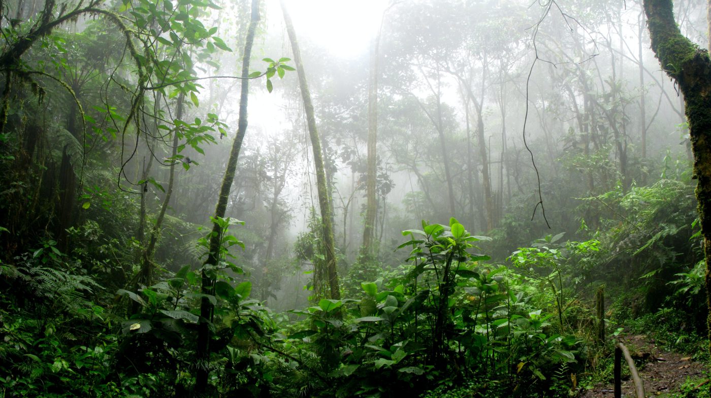 Borneo forest