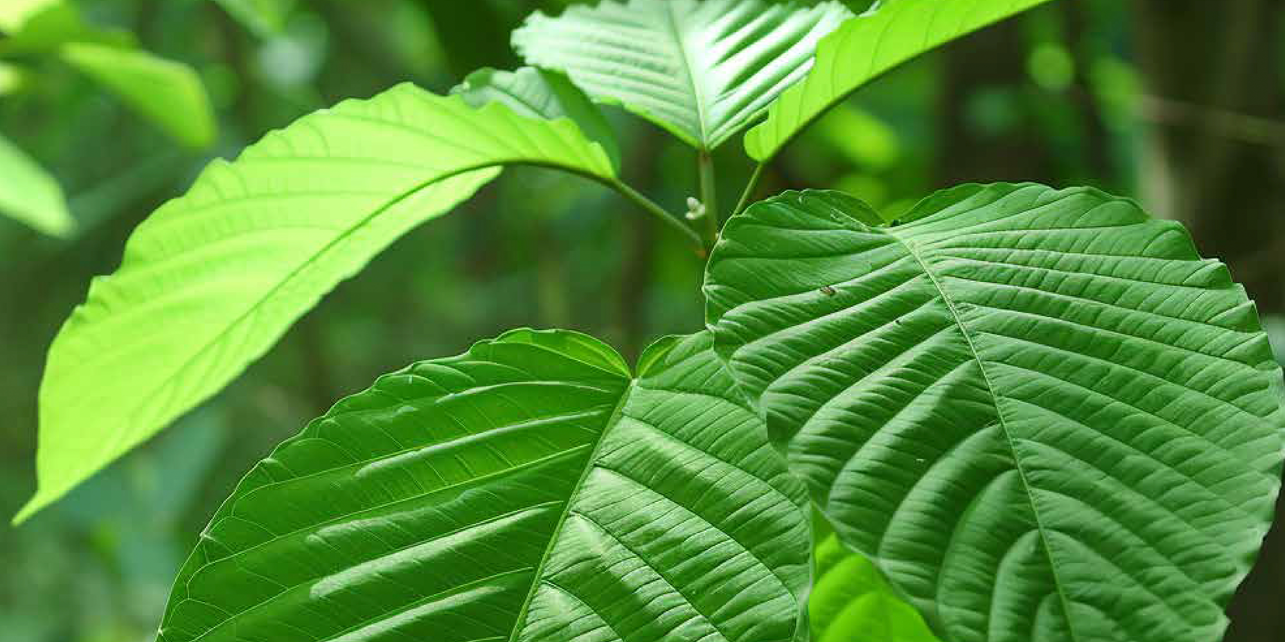 Green Elephant Kratom