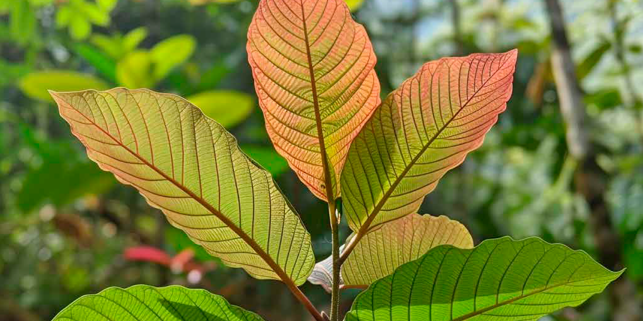Red Elephant Kratom