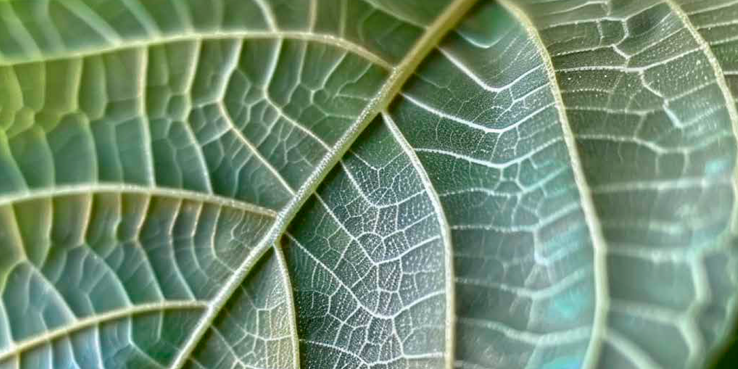 Super White Borneo Kratom