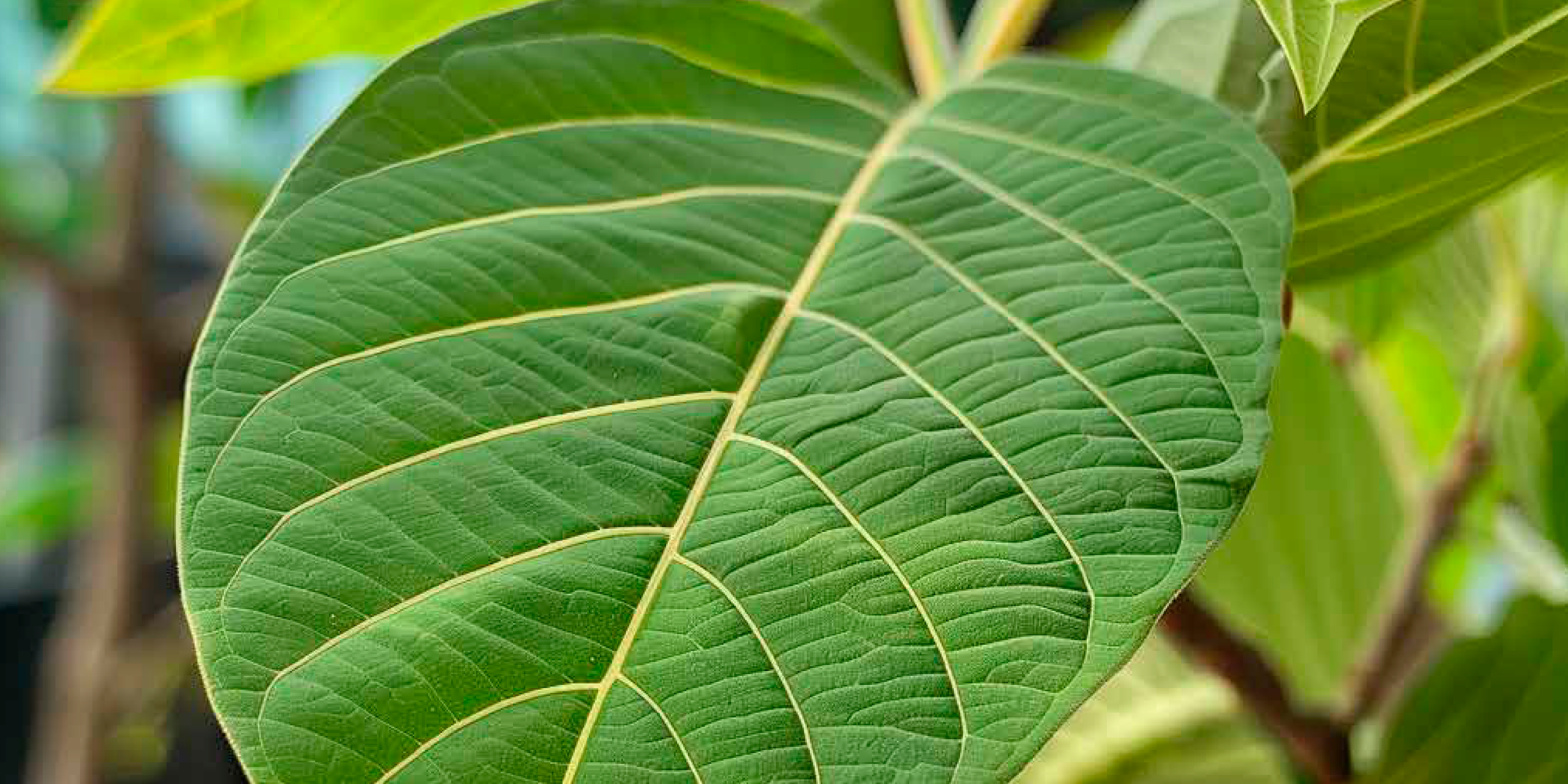 Yellow Vein Kratom